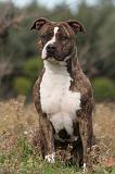 AMSTAFF ADULT 118